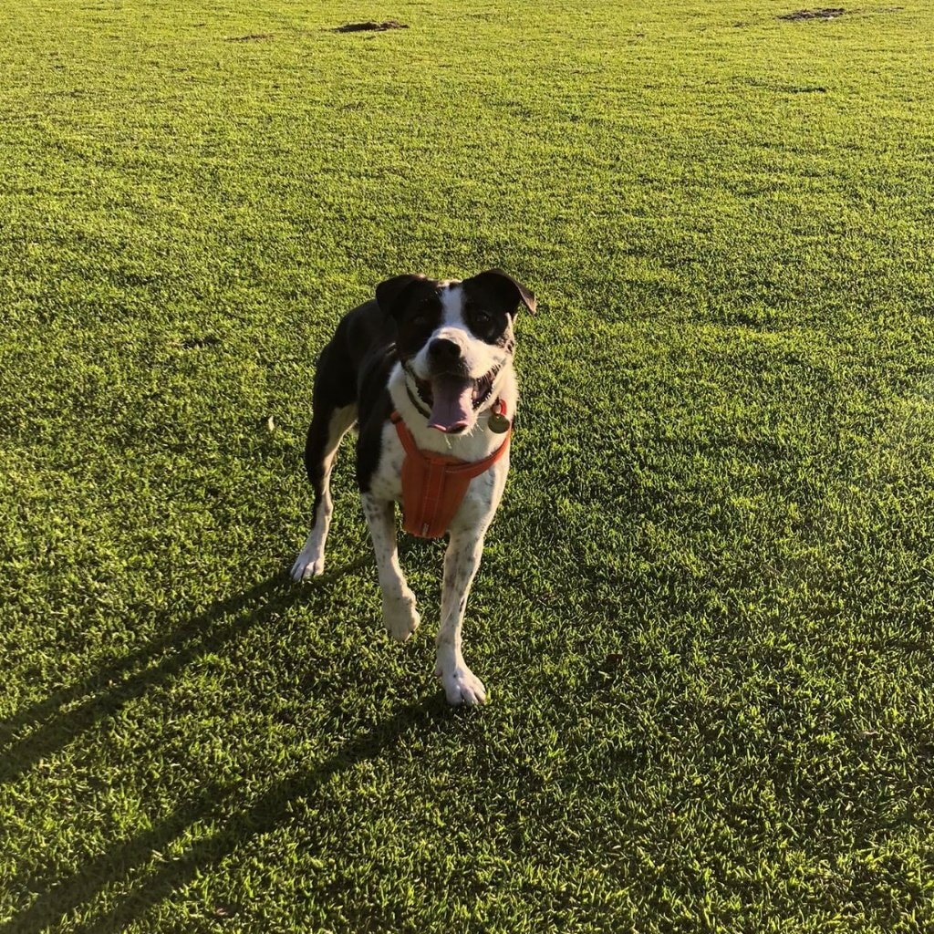Milo