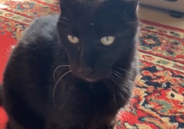 Jet