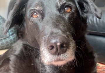 Lola