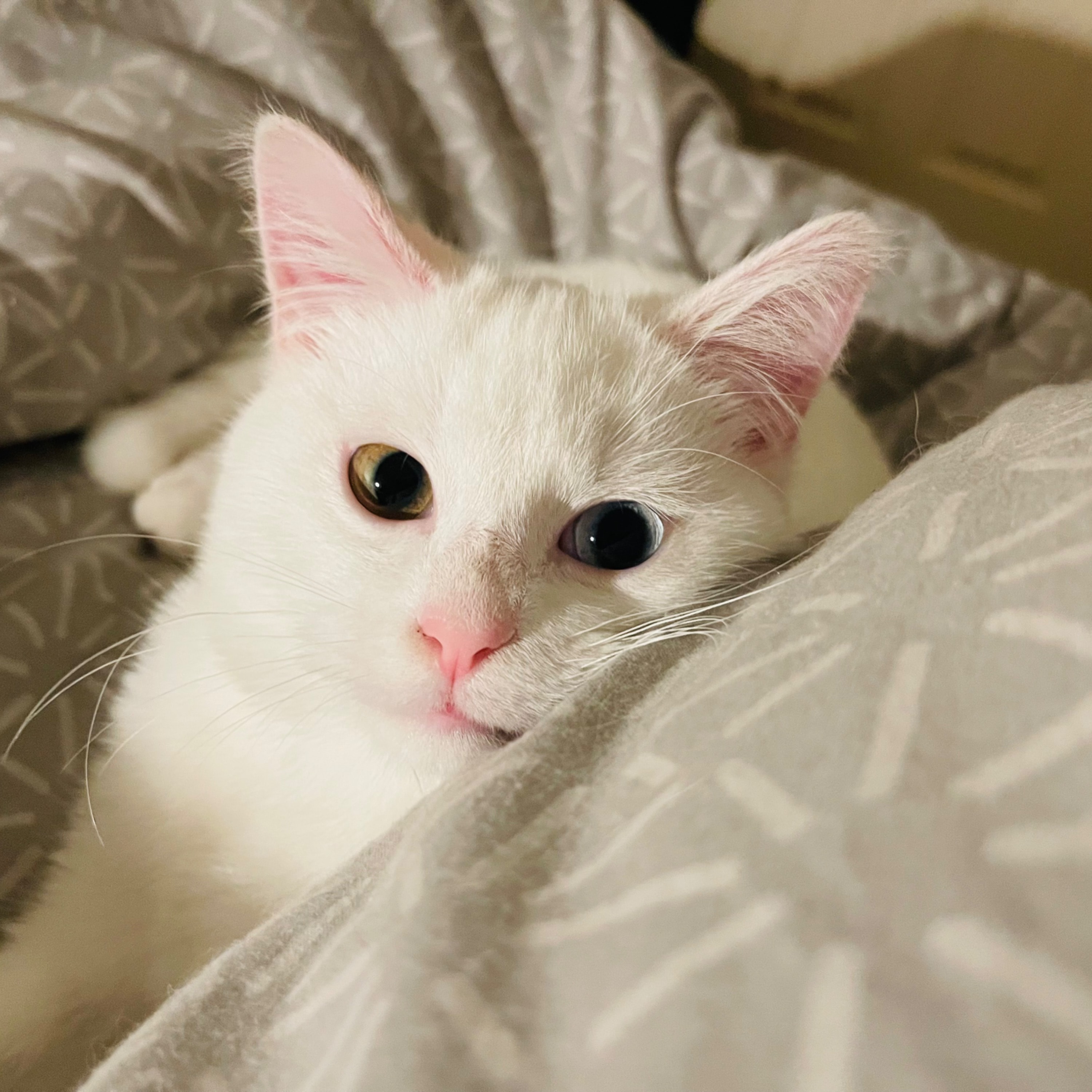 Oreo