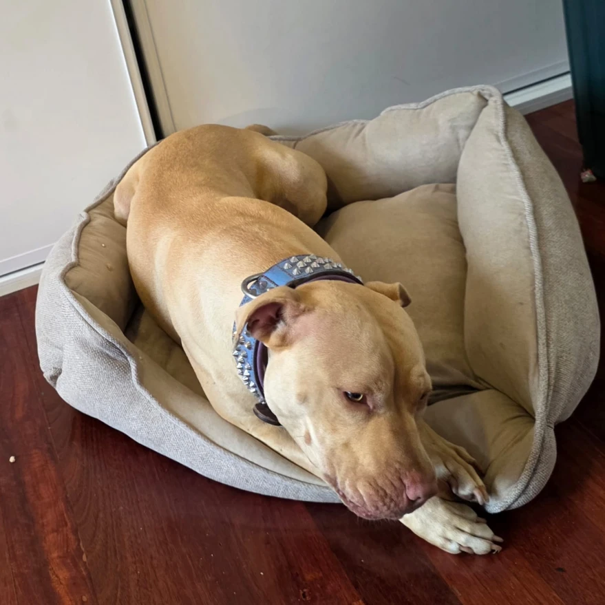 Nala