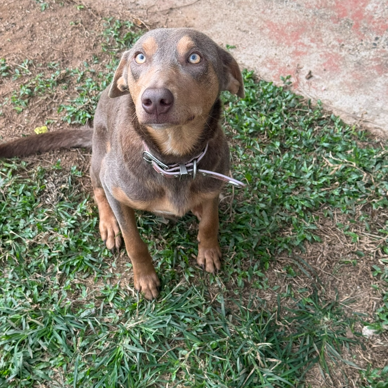Maizey