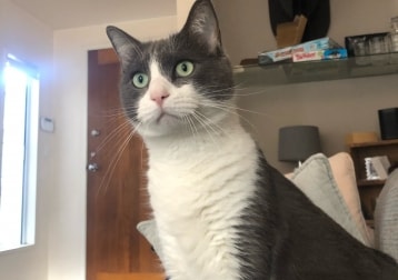 Harvey 