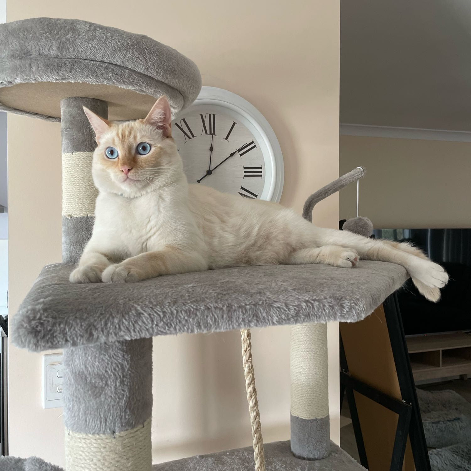 Leo