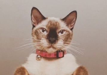 Adik
