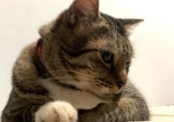 Catty