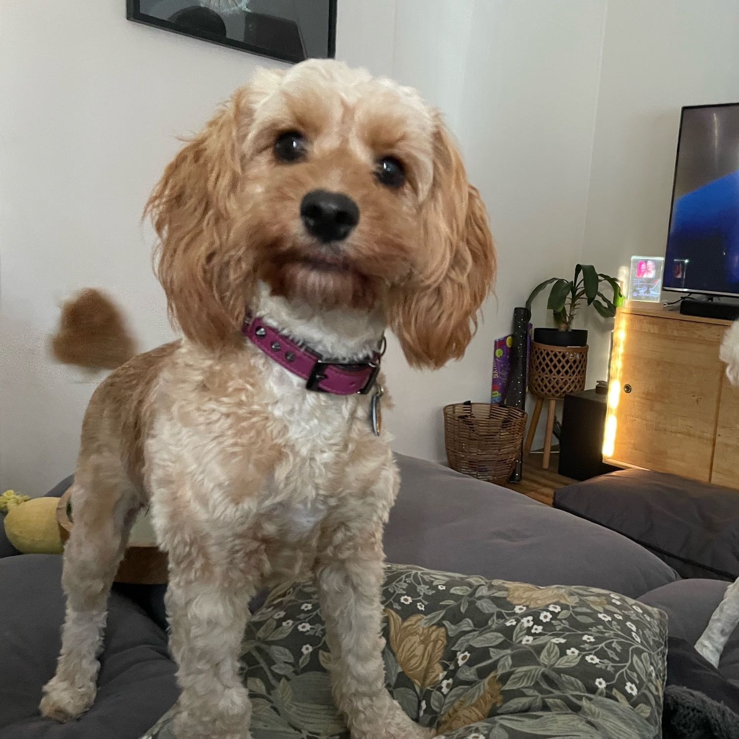 Frankie 
