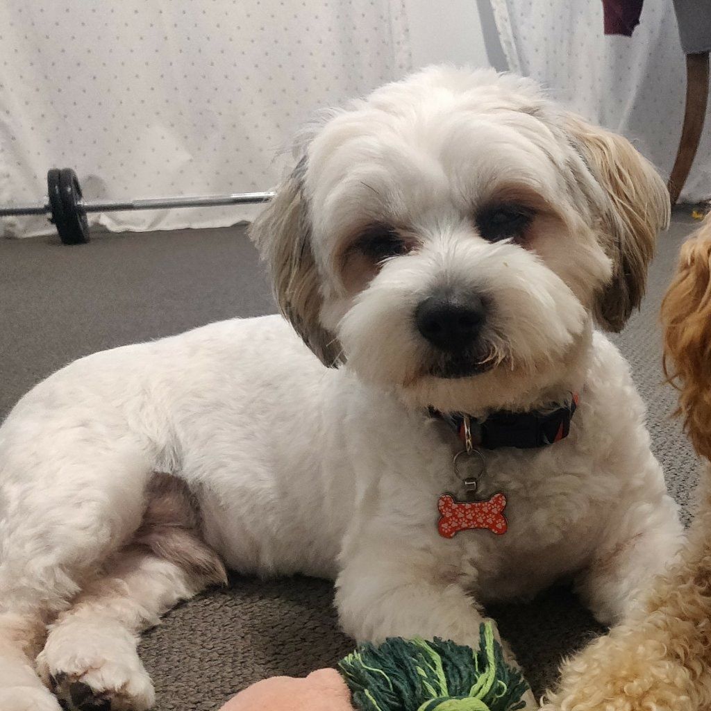 Cooper