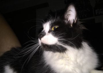 Mr kitty 