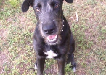 Pepper