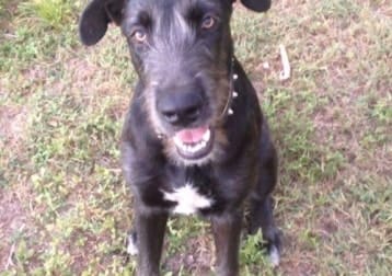 Pepper
