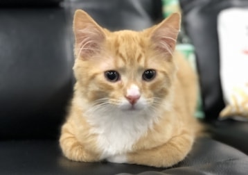 Garfield