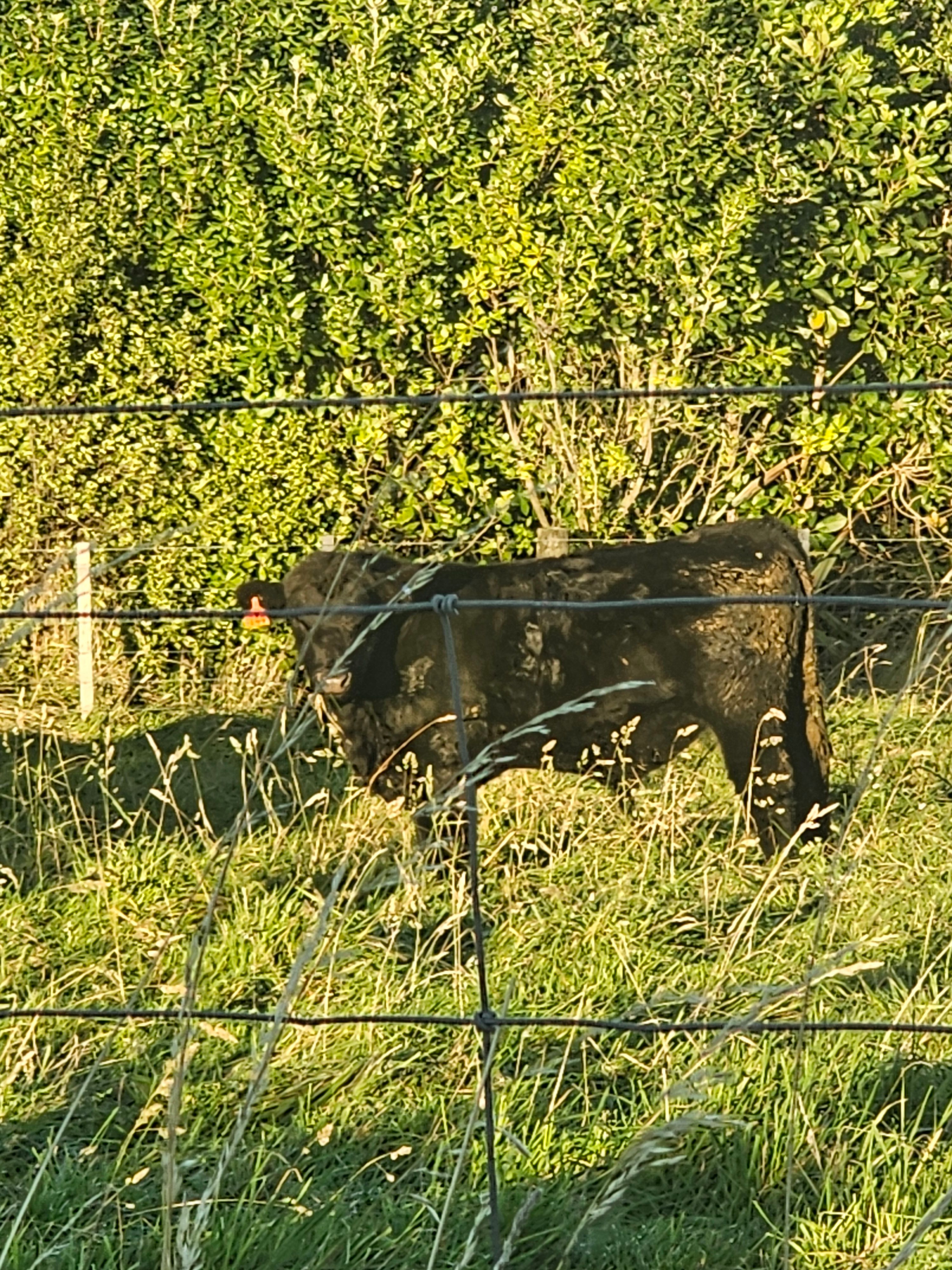 image-2