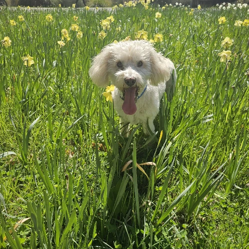 Archie