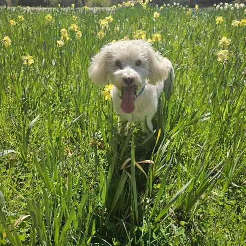 Archie