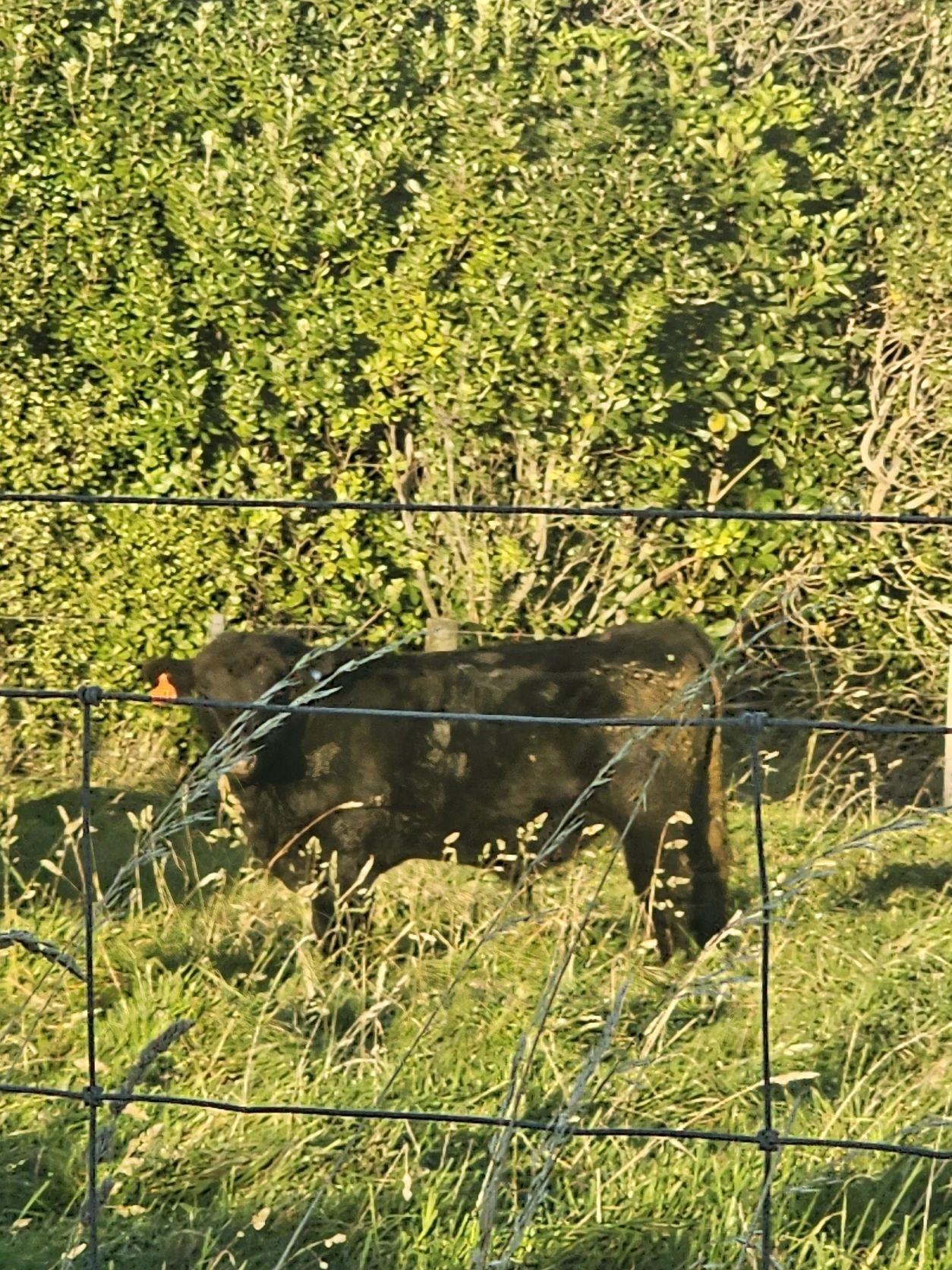 image-13