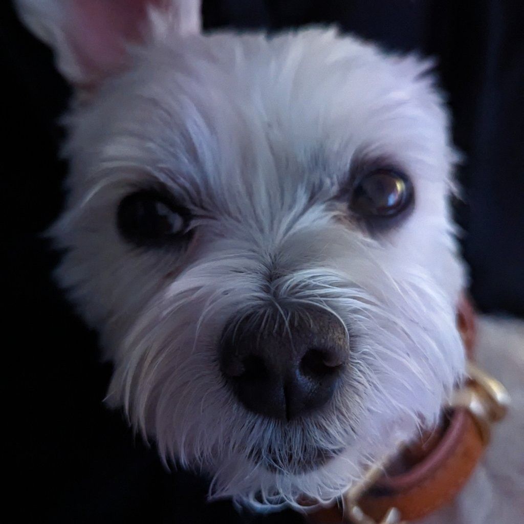 Lady Beatrice Bouvier