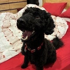Harley
