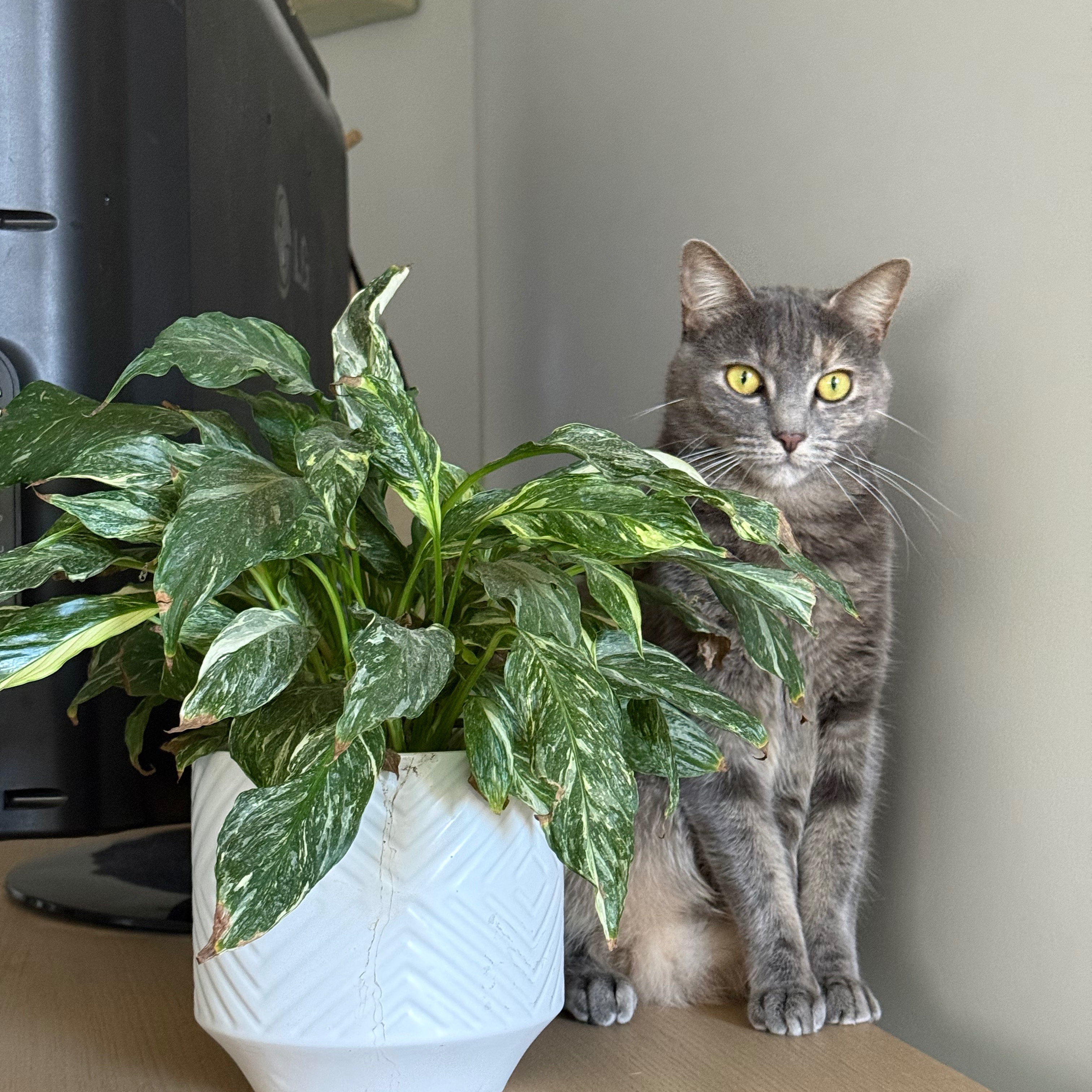 Luna