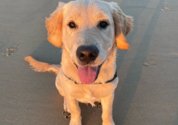Buddy