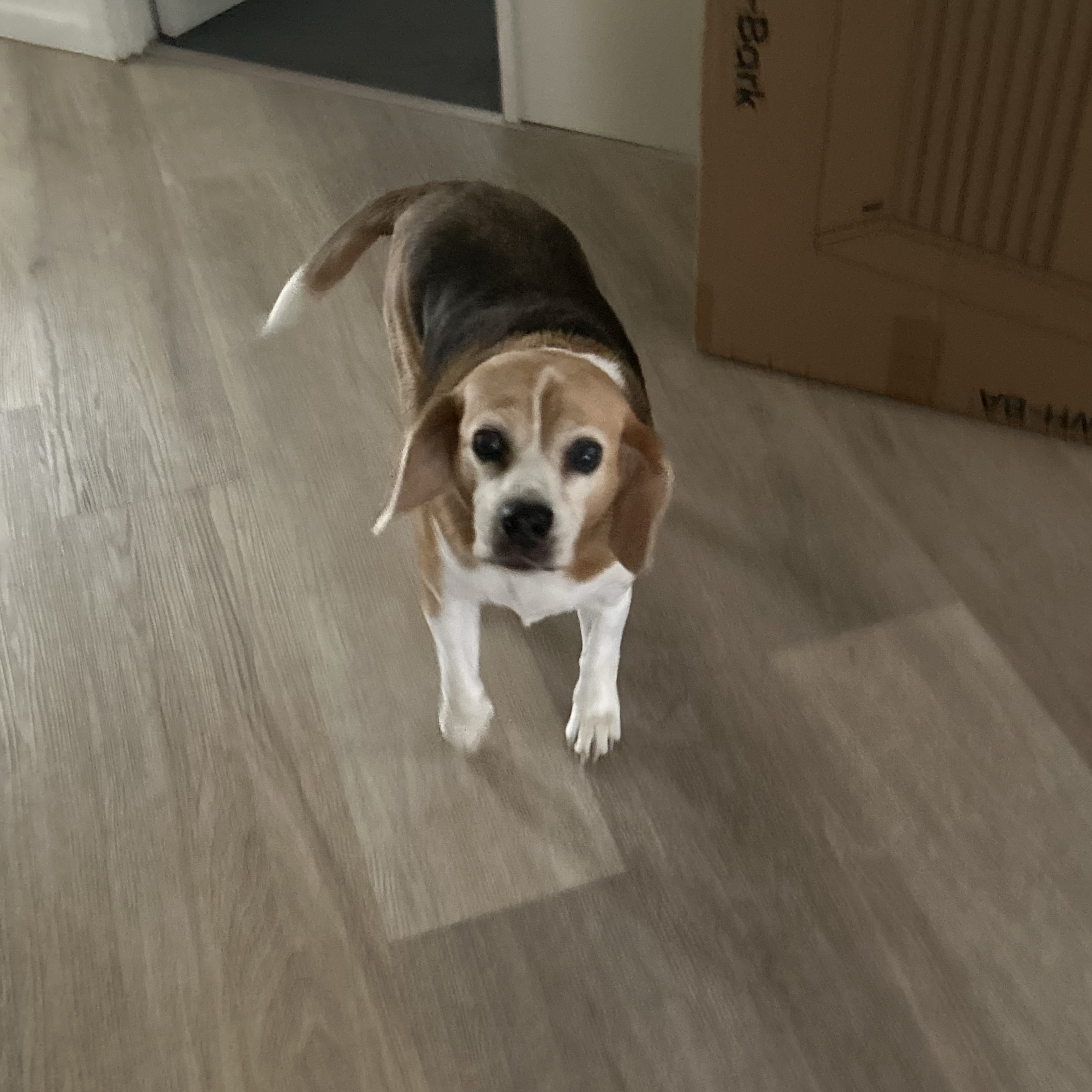 Audrey