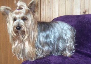 Cooper