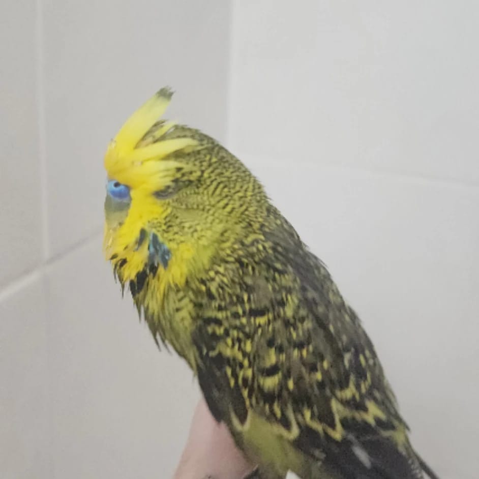 Lemon-lime