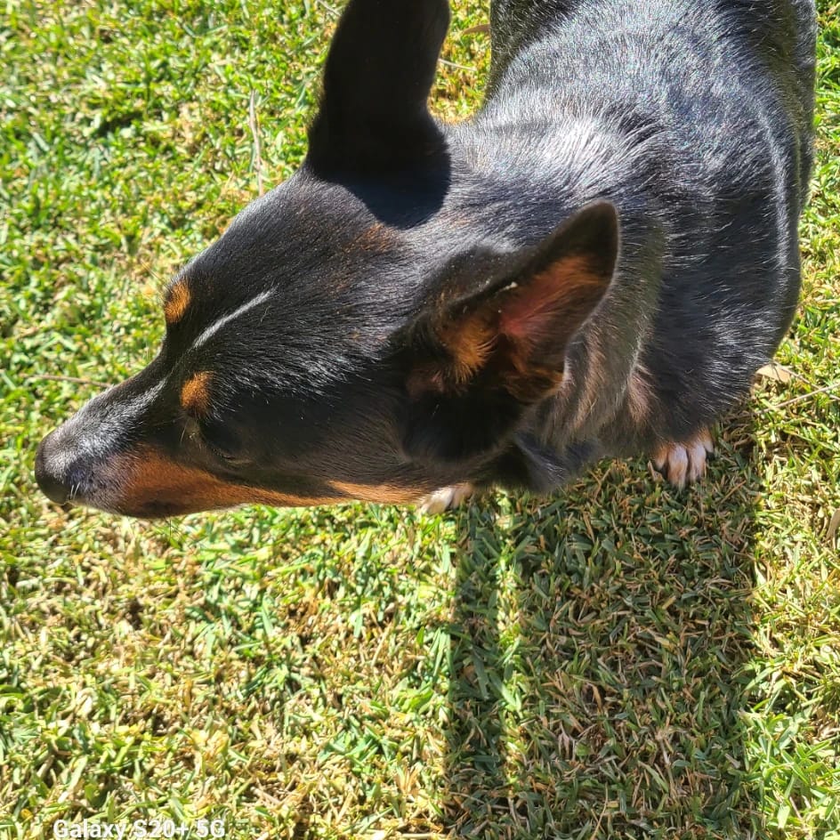 Rocky