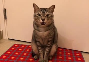 Nobi