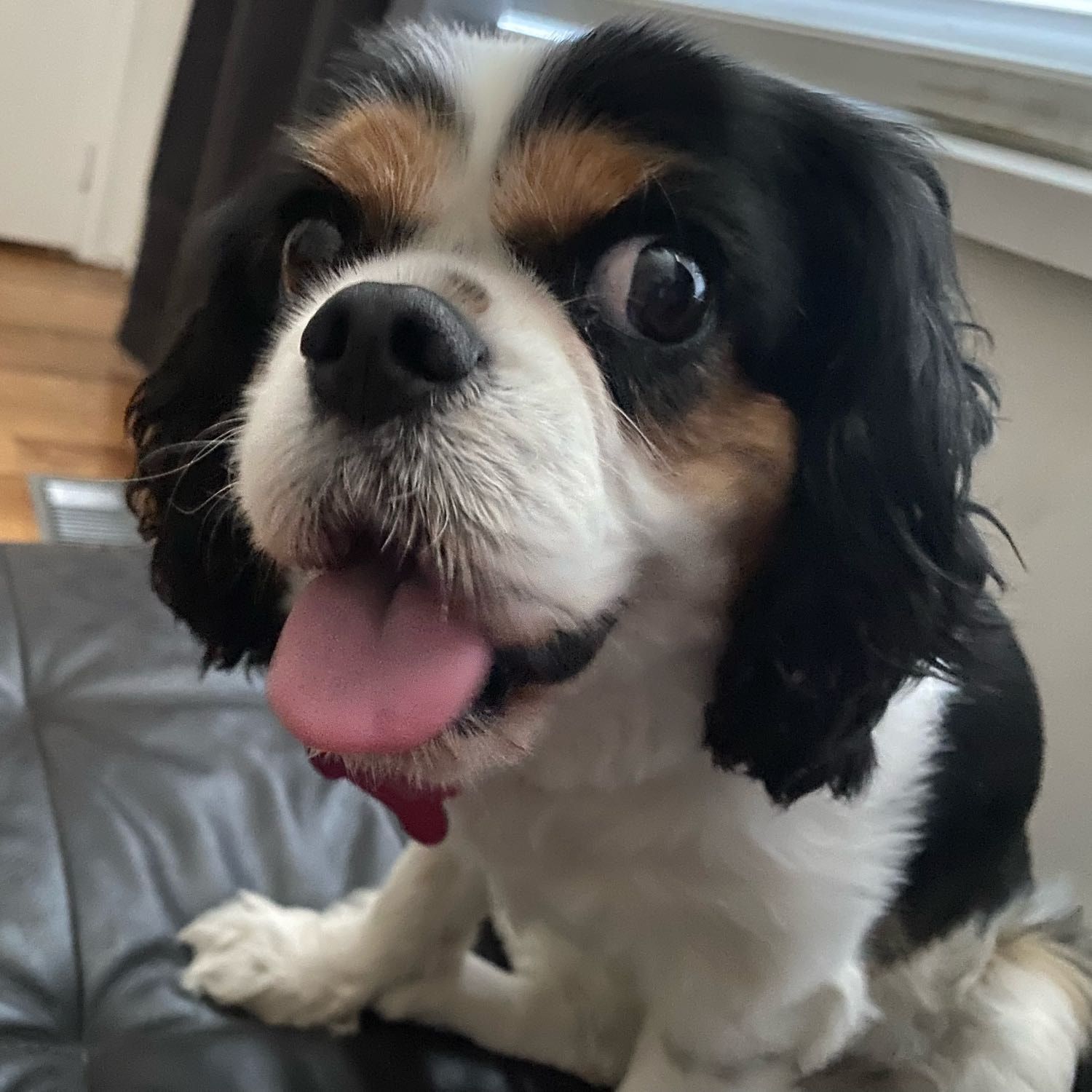 Isla
