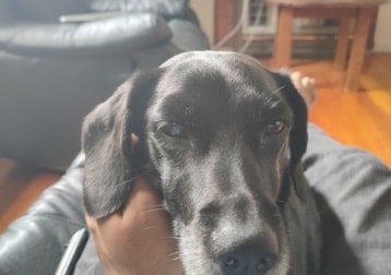 Leila