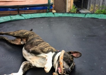 Obie