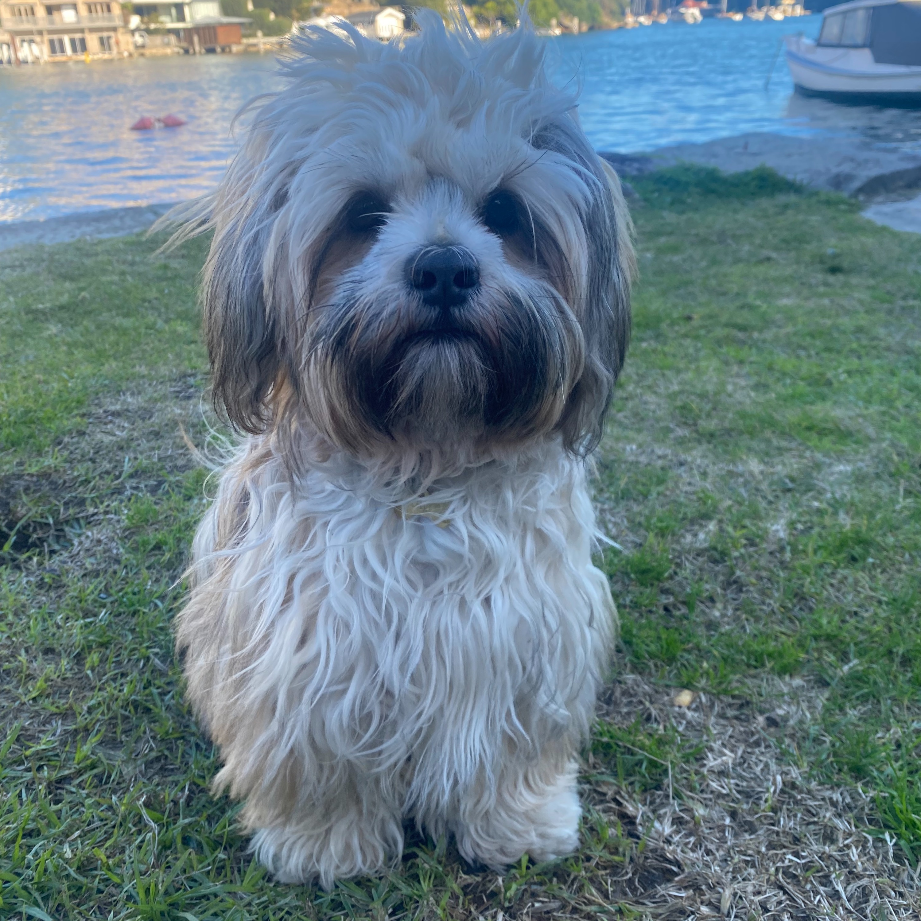 Gigi