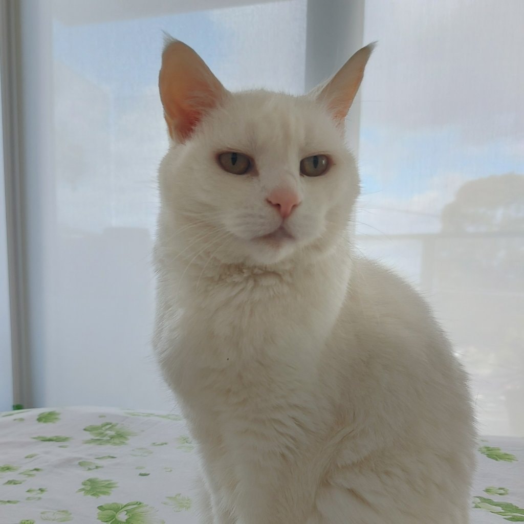 chottu