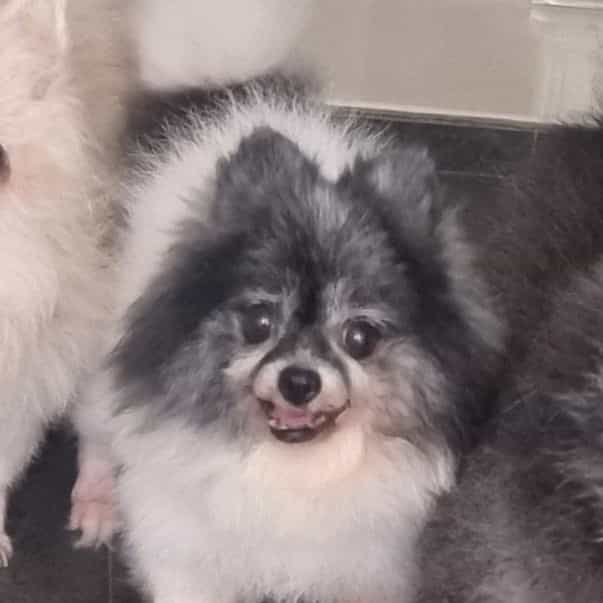 Enen (just passed on 😞)