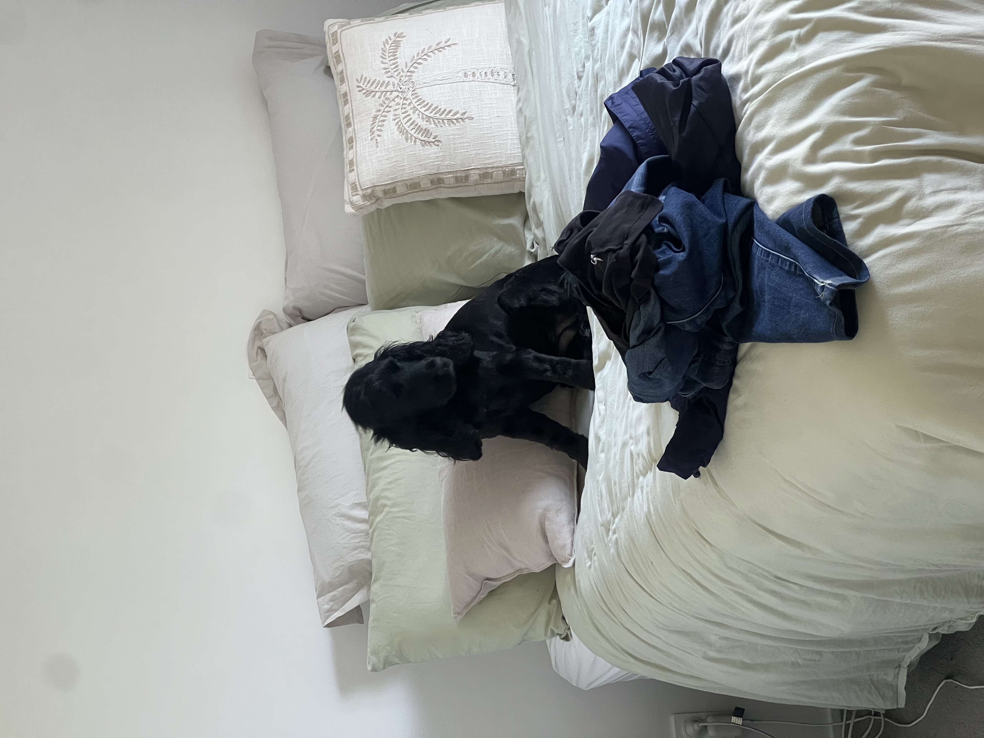 image-19