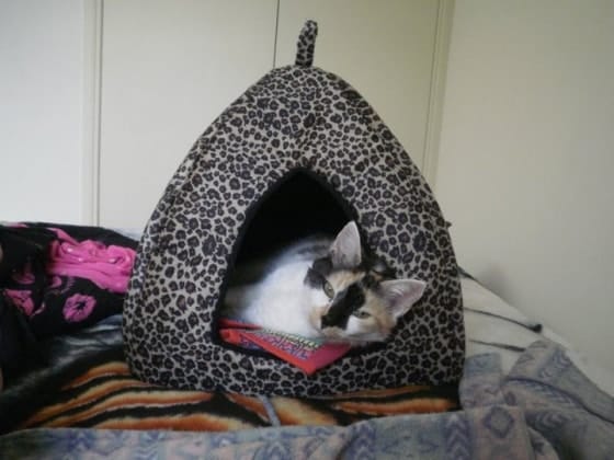 image-7