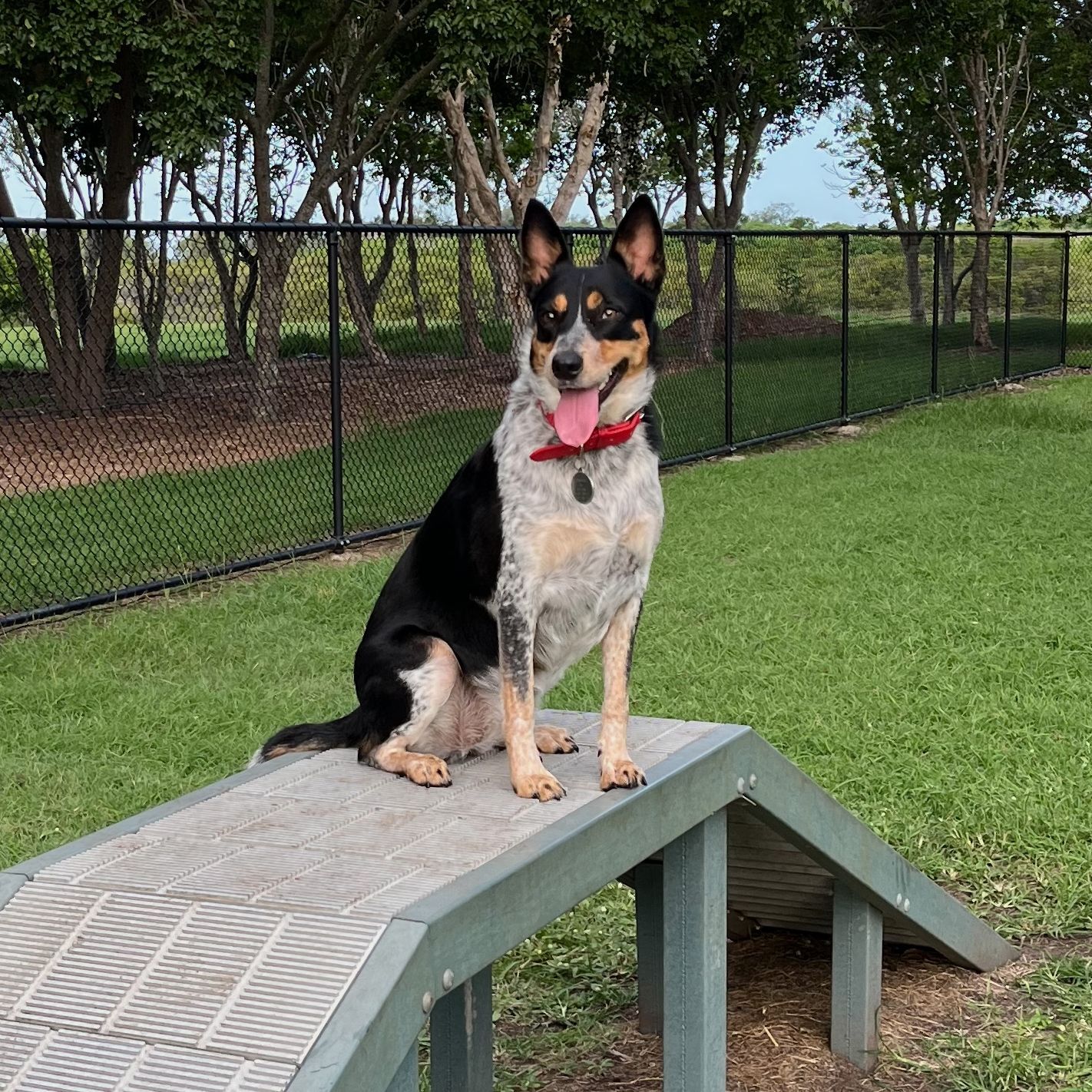 Tutu The Trickster (the performing trick dog)