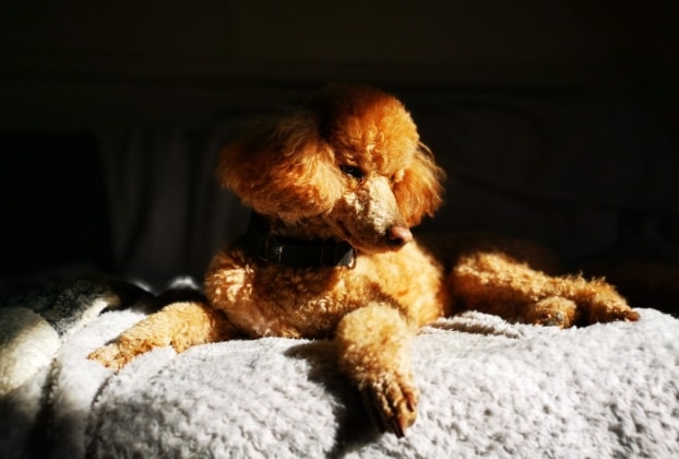 image-42