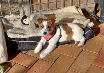 Izzy