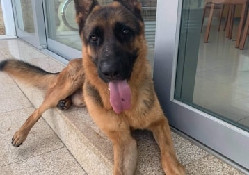 Big ears
