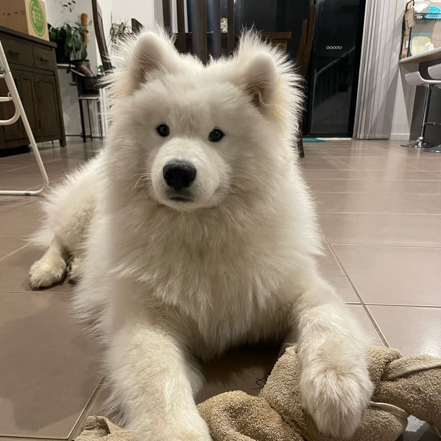 Shiro
