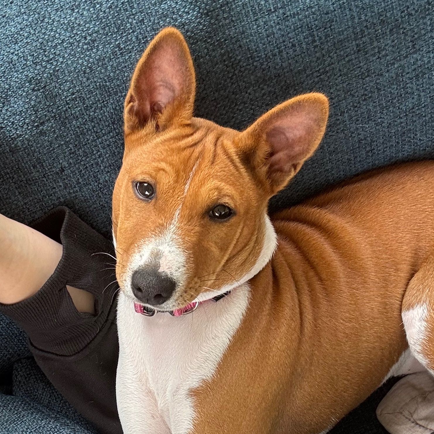 Indi
