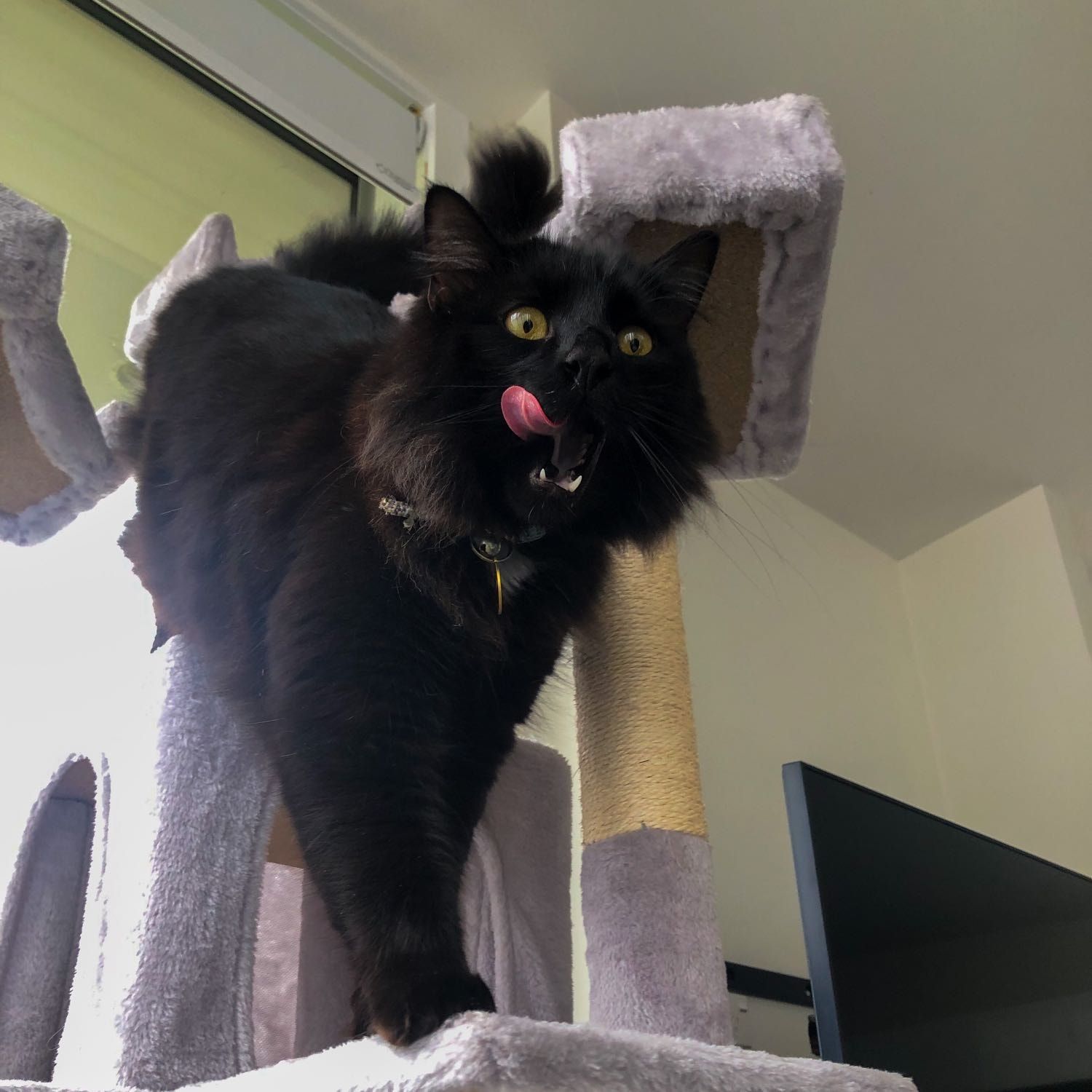 Jiji
