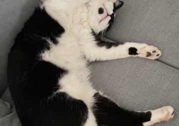 Dot