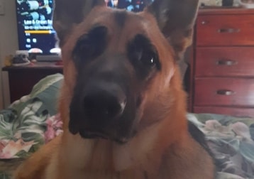 Chase