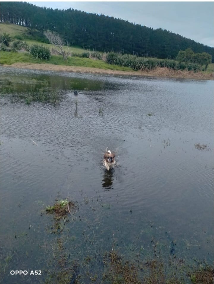 image-4