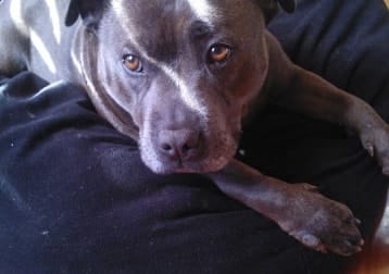 Roxy