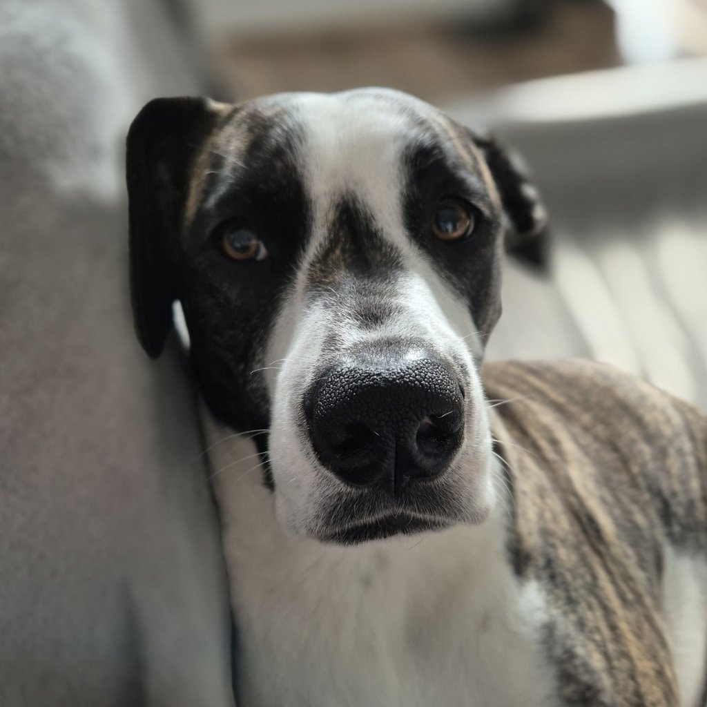 Nova