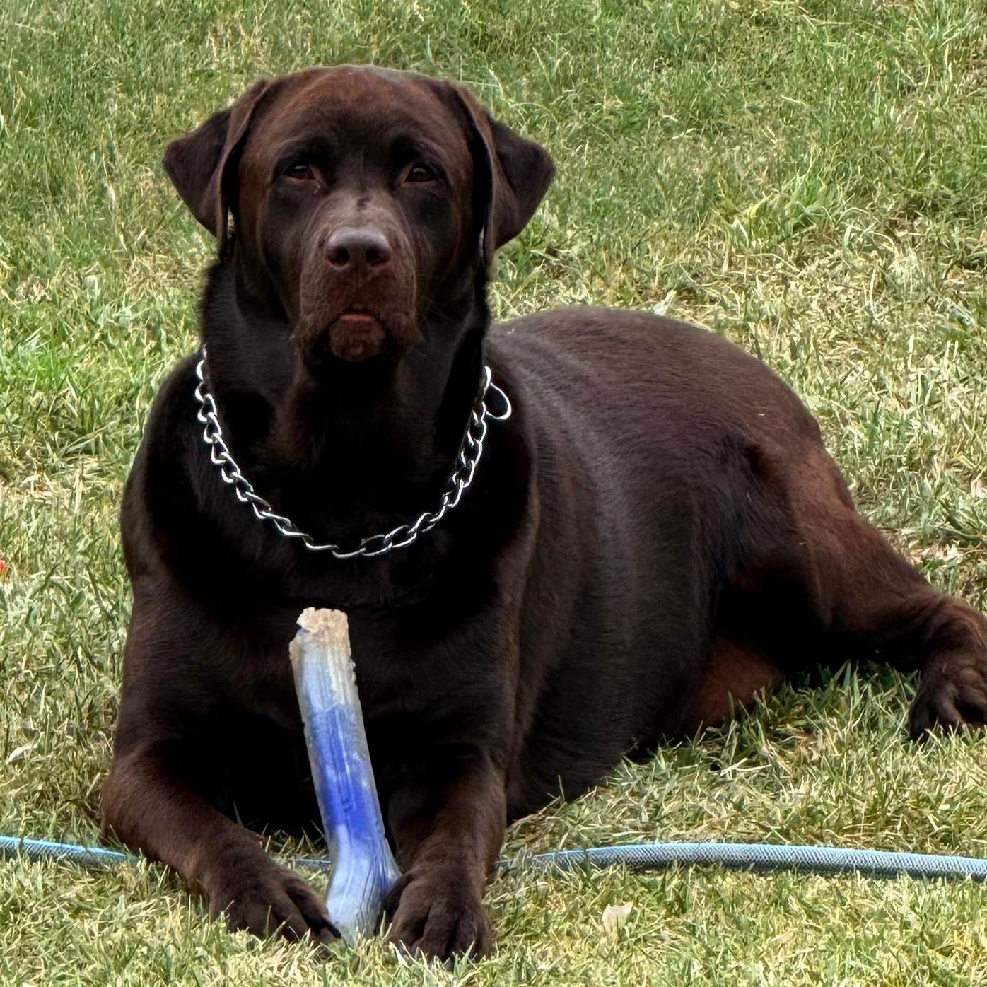 Max